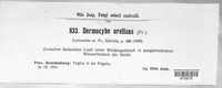 Dermocybe orellana image